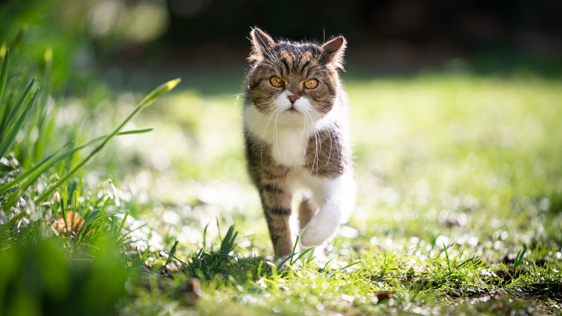a cat walking on grass