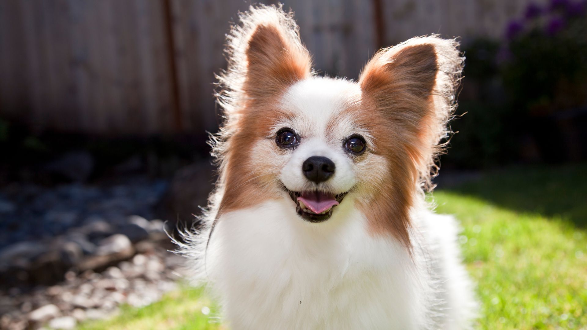 a dog with fluffy ears