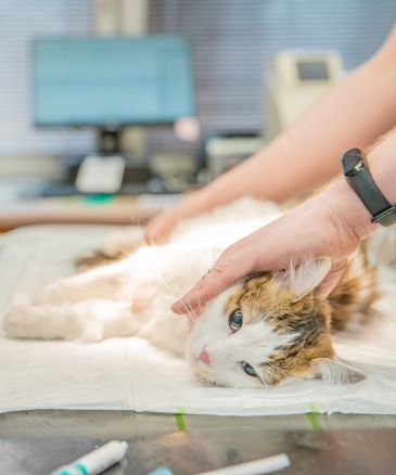 a vet touching a cat