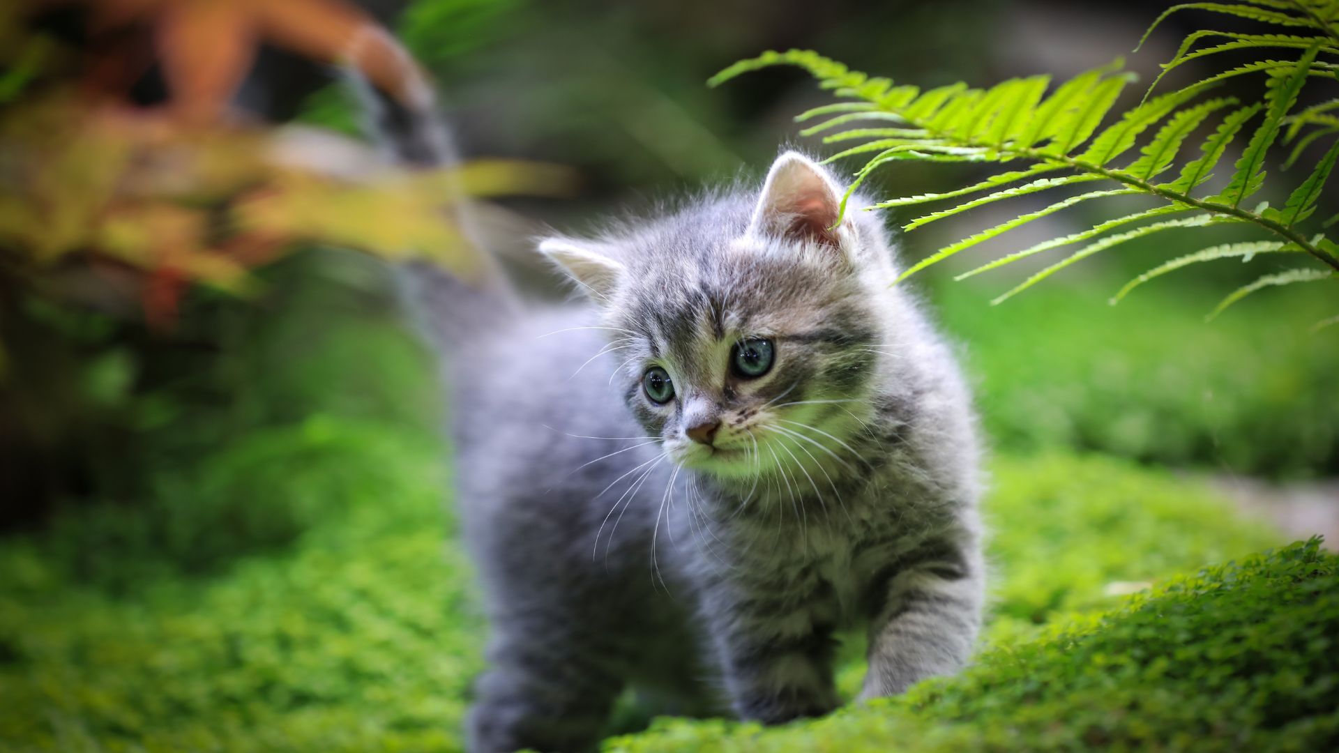 Consent Form Dr Pal s Small Animal Practice consent-form-dr-pal-s-small-animal-practice